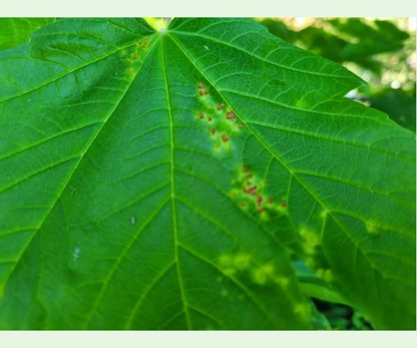 Vlnovník hlavičkový