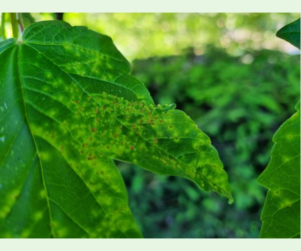 Vlnovník hlavičkový