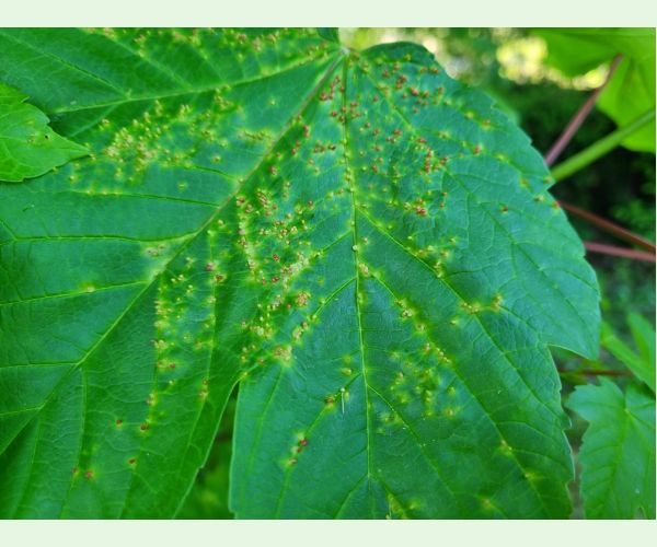 Vlnovník hlavičkový