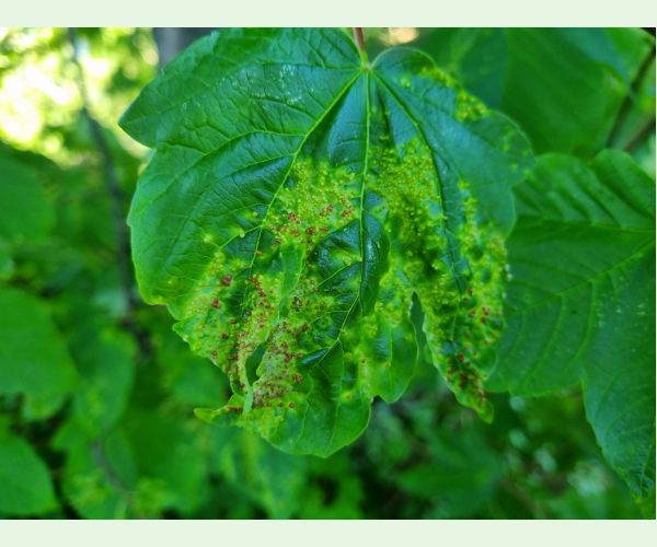 Vlnovník hlavičkový