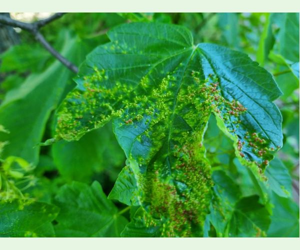 Vlnovník hlavičkový