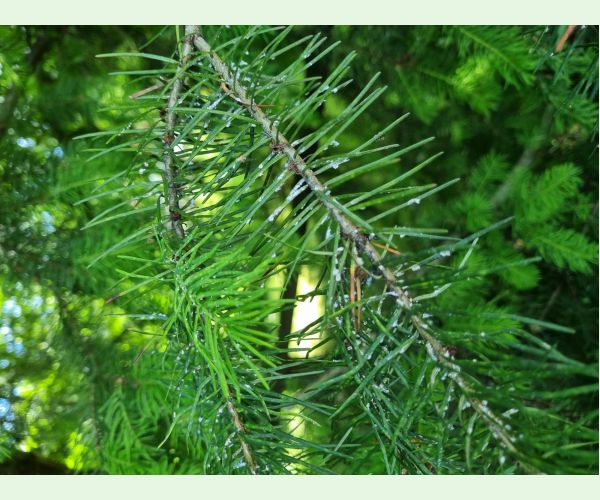 Kôrovnica duglasková