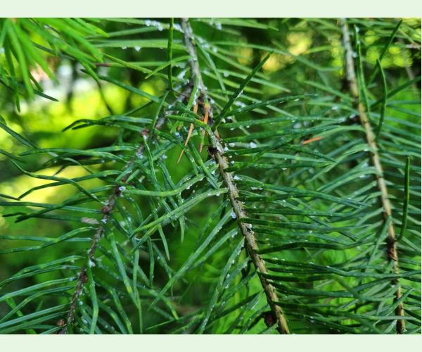 Kôrovnica duglasková