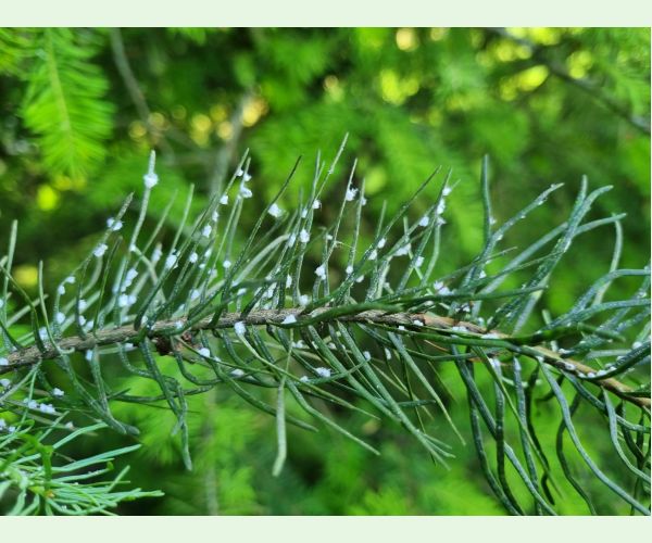 Kôrovnica duglasková