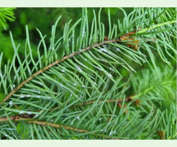 Kôrovnica duglasková