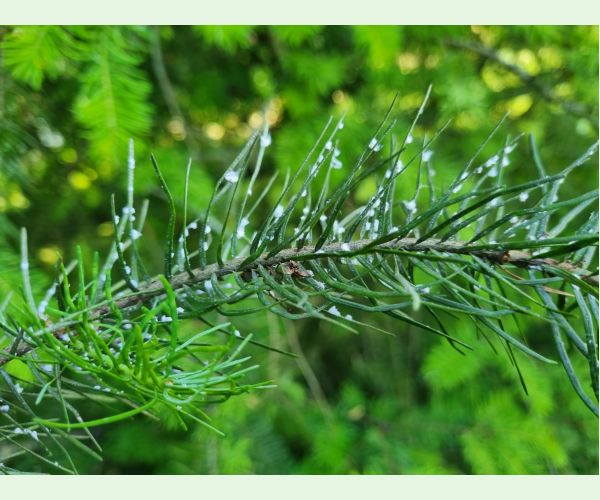 Kôrovnica duglasková