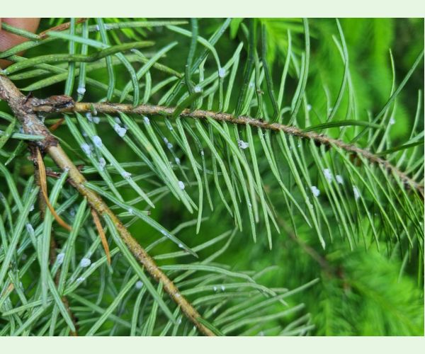 Kôrovnica duglasková