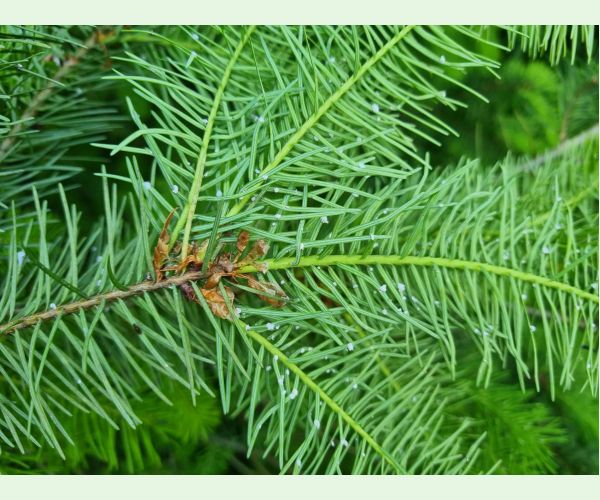 Kôrovnica duglasková