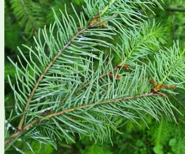 Kôrovnica duglasková