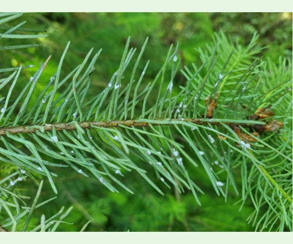 Kôrovnica duglasková