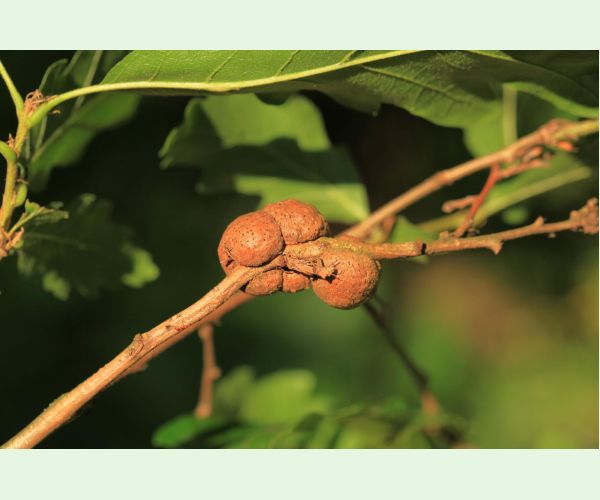 Hrčiarka Aphelonyx cerricola