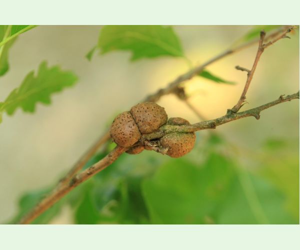 Hrčiarka Aphelonyx cerricola