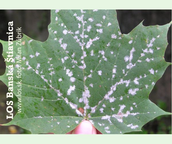 Špirálovka Tulasneova