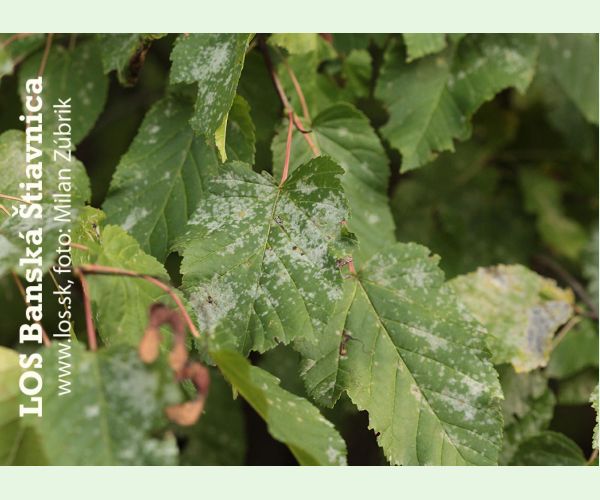 Špirálovka Tulasneova