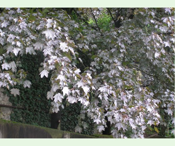 Špirálovka Tulasneova