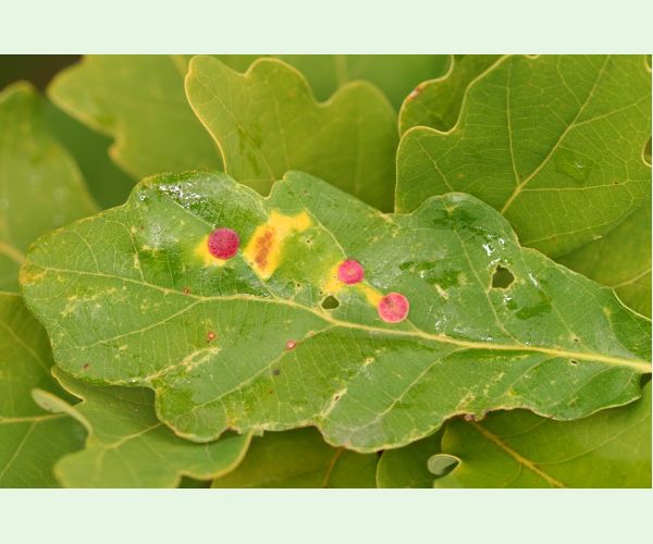 Hrčiarka Andricus albipes