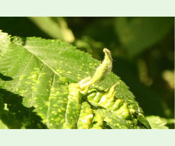 Vlnačka Tetraneura nigriabdominalis