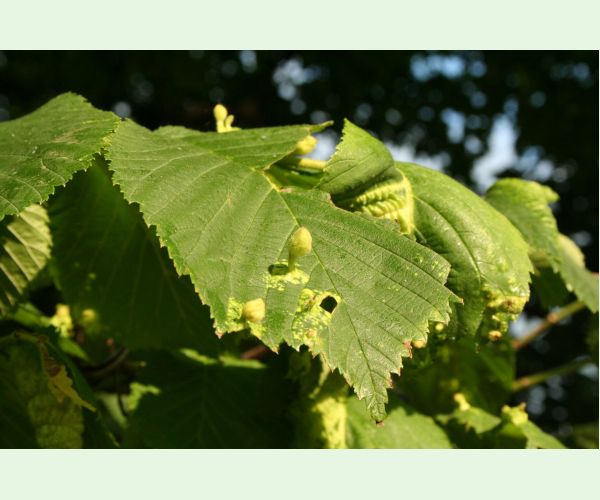 Vlnačka Tetraneura nigriabdominalis