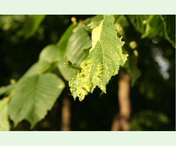 Vlnačka Tetraneura nigriabdominalis