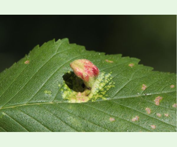 Vlnačka Tetraneura nigriabdominalis
