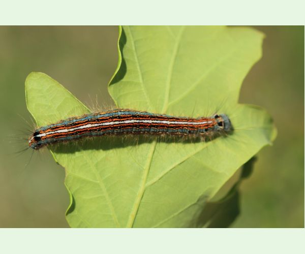 Priadkovec obrúčkavý