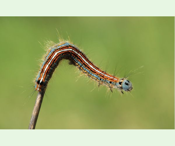 Priadkovec obrúčkavý