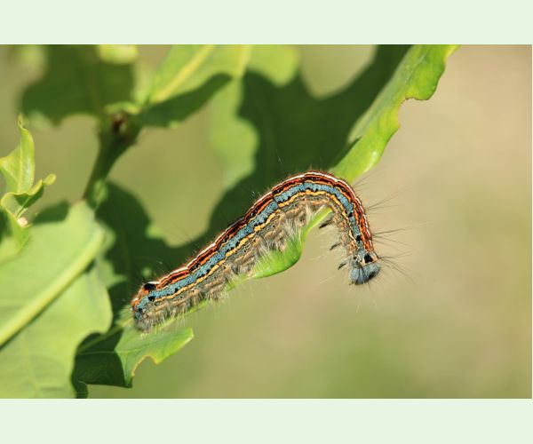 Priadkovec obrúčkavý