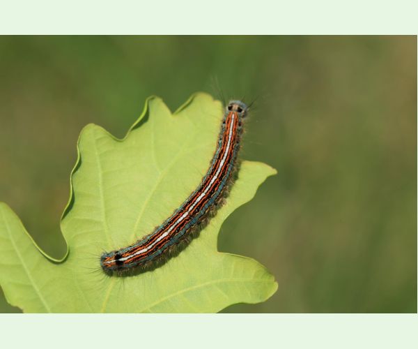 Priadkovec obrúčkavý