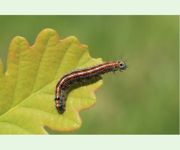 Priadkovec obrúčkavý