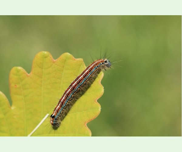 Priadkovec obrúčkavý