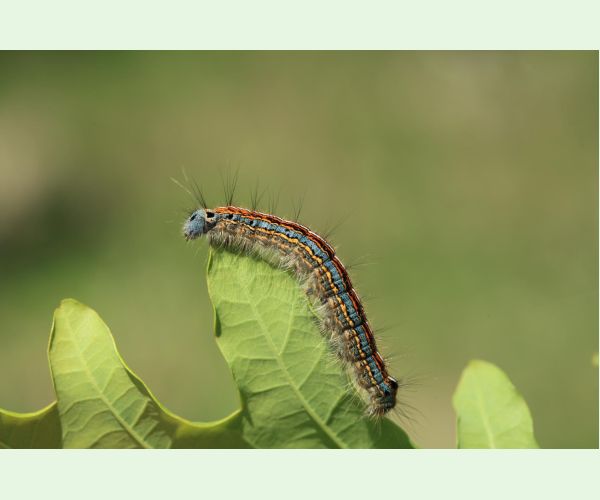 Priadkovec obrúčkavý