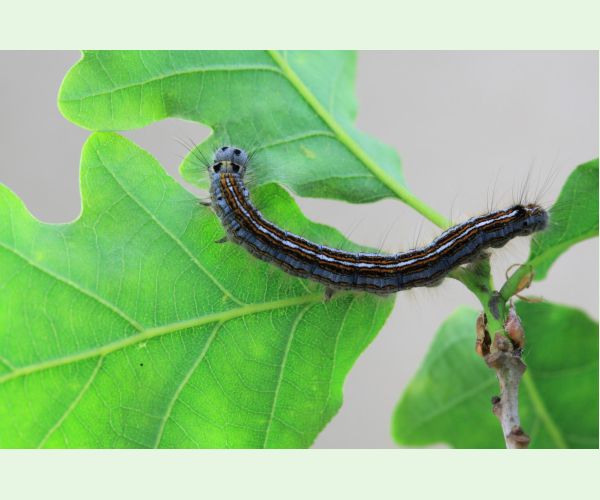 Priadkovec obrúčkavý