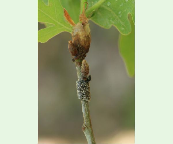 Priadkovec obrúčkavý