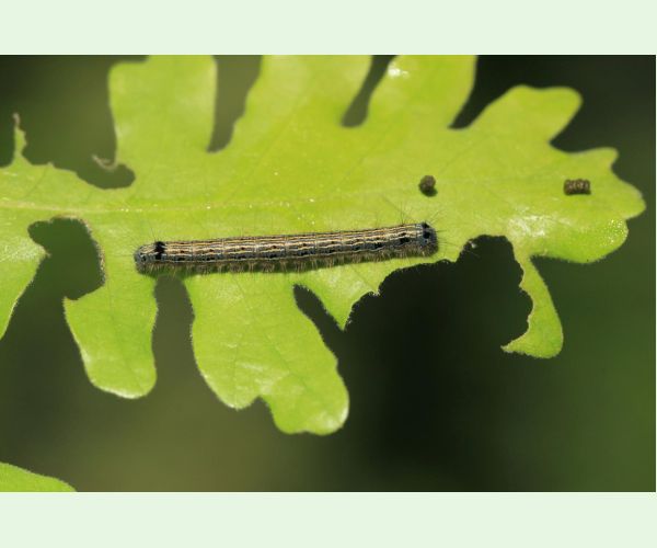 Priadkovec obrúčkavý