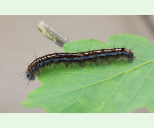 Priadkovec obrúčkavý