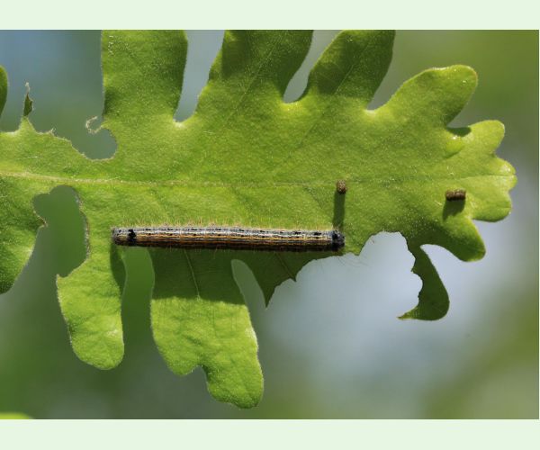 Priadkovec obrúčkavý