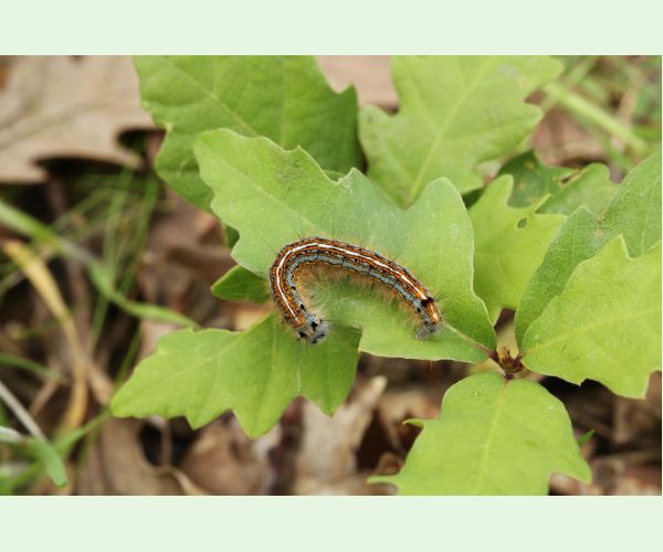 Priadkovec obrúčkavý