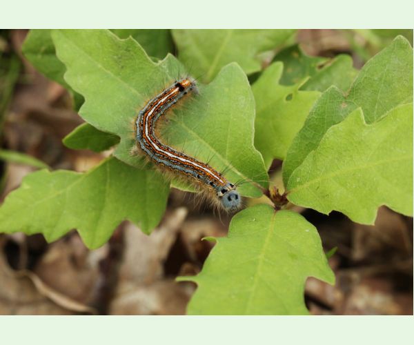 Priadkovec obrúčkavý