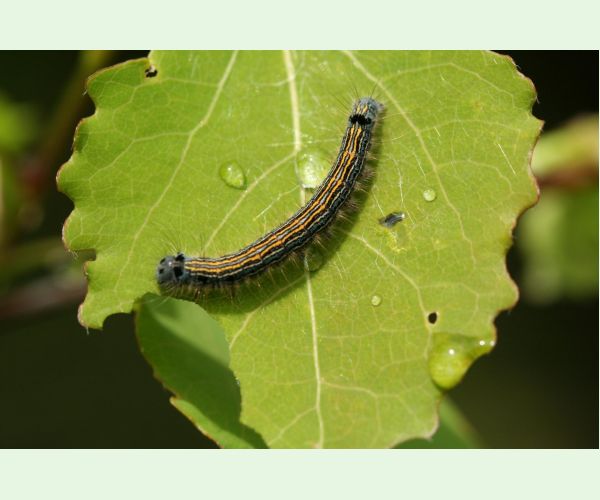 Priadkovec obrúčkavý