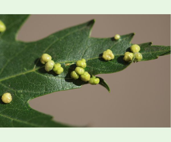 Vlnovník štvornohý