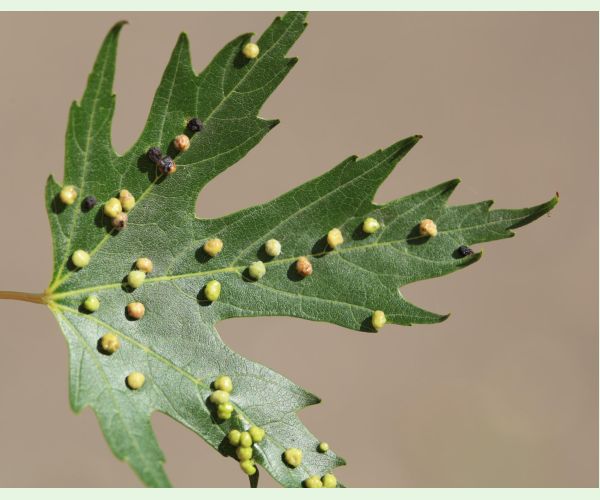 Vlnovník štvornohý