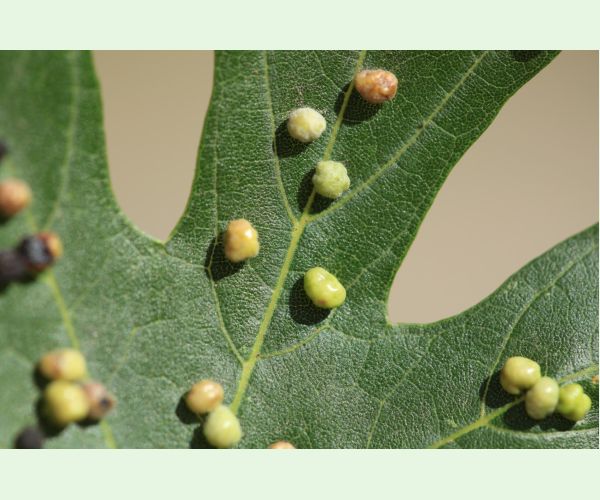 Vlnovník štvornohý