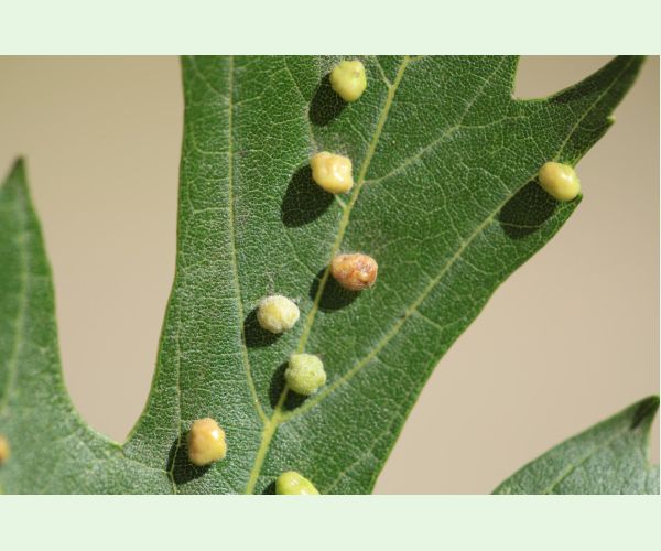 Vlnovník štvornohý