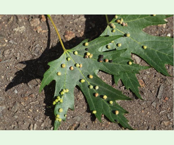 Vlnovník štvornohý