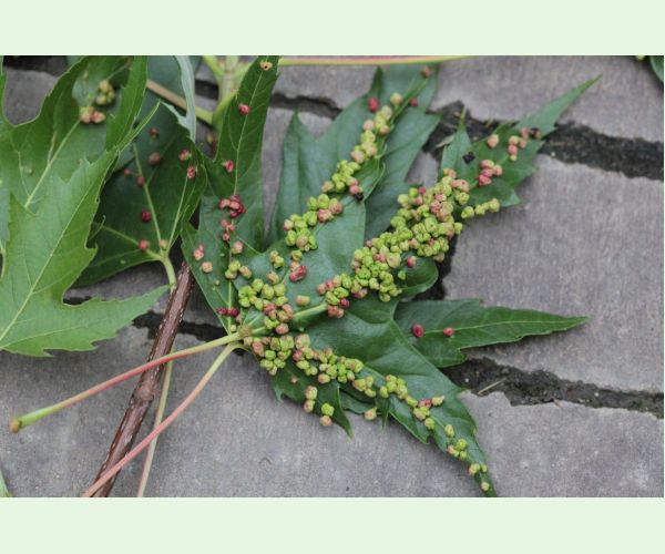 Vlnovník štvornohý