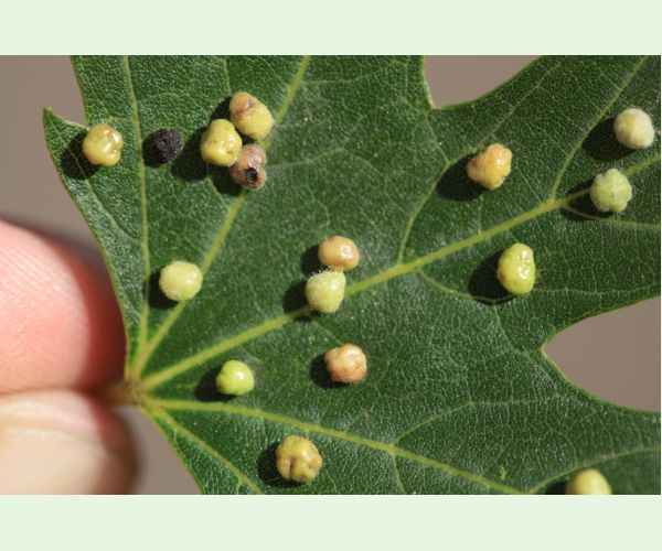 Vlnovník štvornohý