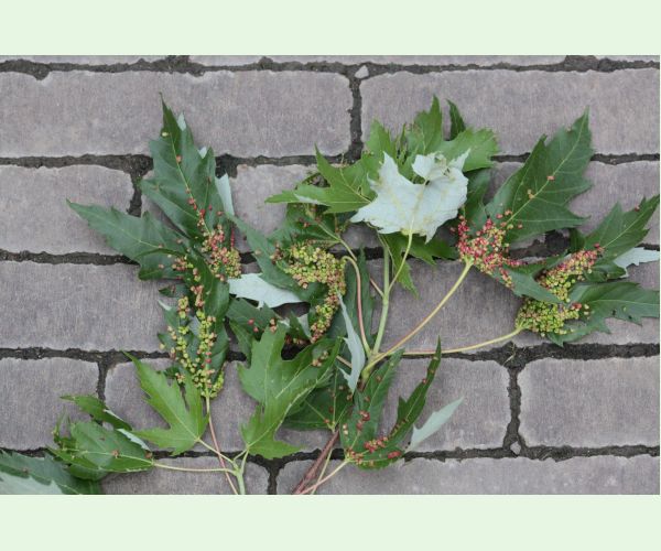 Vlnovník štvornohý