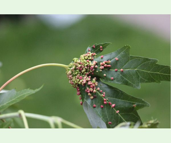 Vlnovník štvornohý