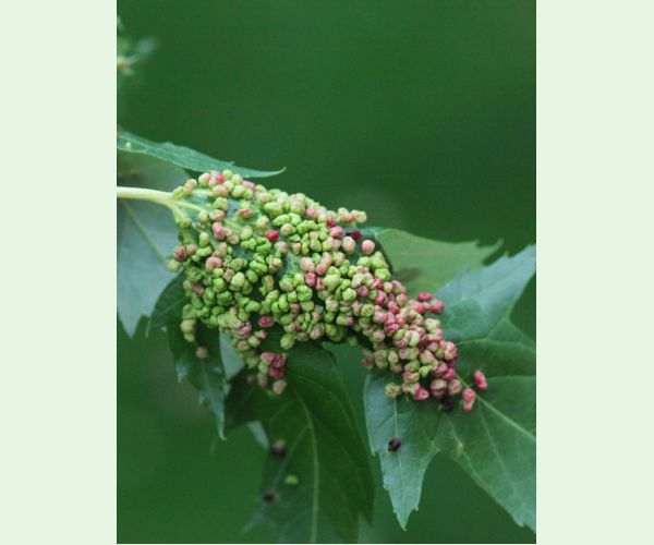 Vlnovník štvornohý