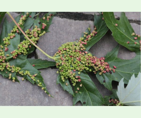 Vlnovník štvornohý